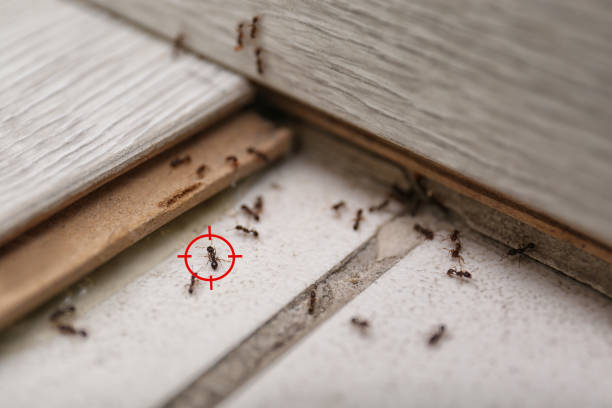 Best Emergency Pest Control  in Santa Rita Ranch, TX