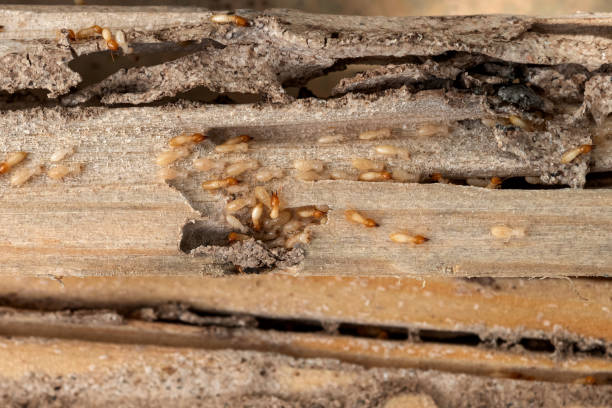 Spider Control Near Me in Santa Rita Ranch, TX